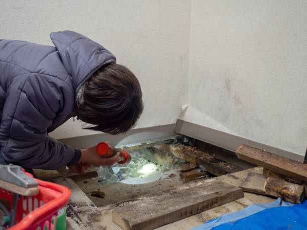 Best Forensic Mold Investigation  in Buhl, ID