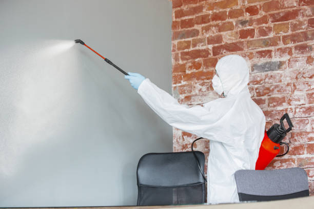 Best Water Damage & Mold Remediation  in Buhl, ID